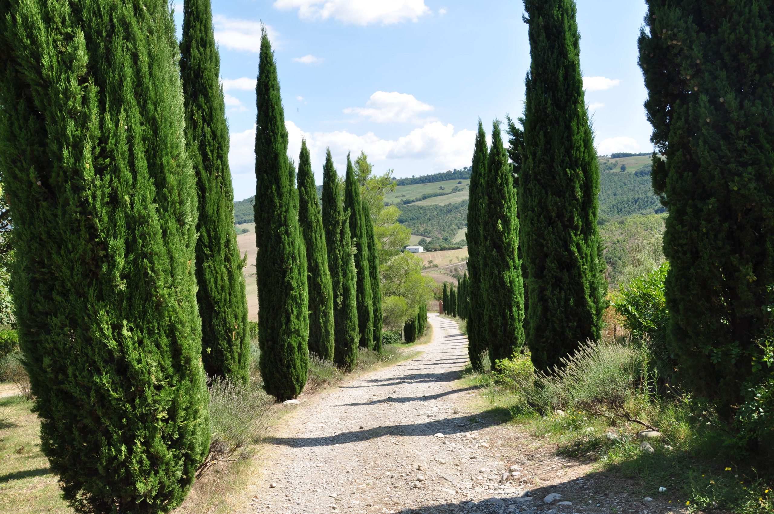 le-querce-di-campocane1