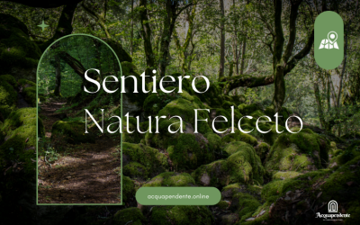 Sentiero Natura Felceto: Storia e Didattica nella Riserva Monte Rufeno