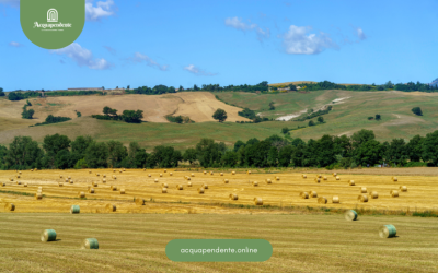 Sentiero della Quercia Secolare: Un Cammino tra Storia e Natura